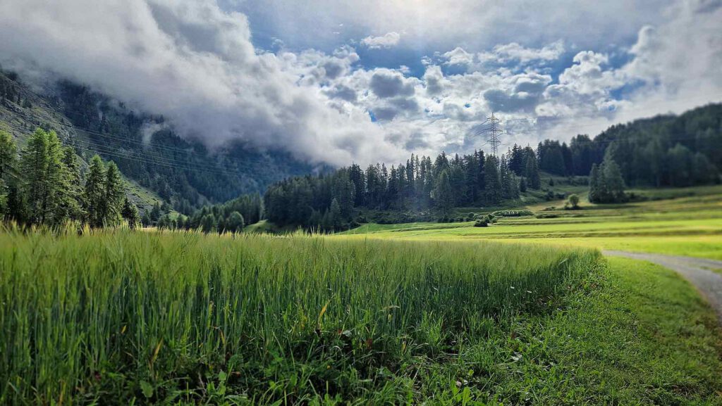 Eine von der Sonne beschienene, sattgrüne Wiese in den Alpen